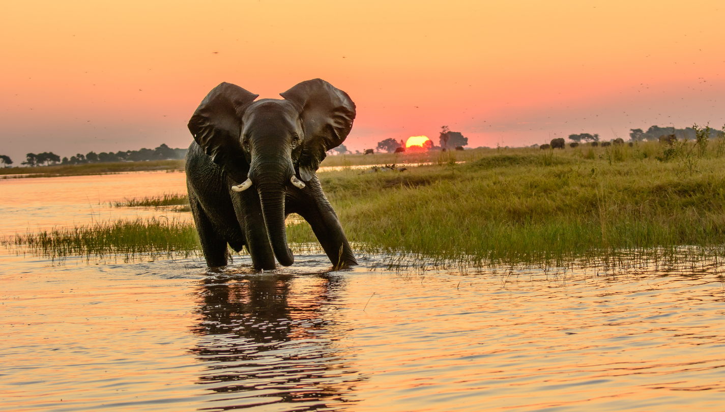 The captivating scenery of elephants in Botswana's wilderness.